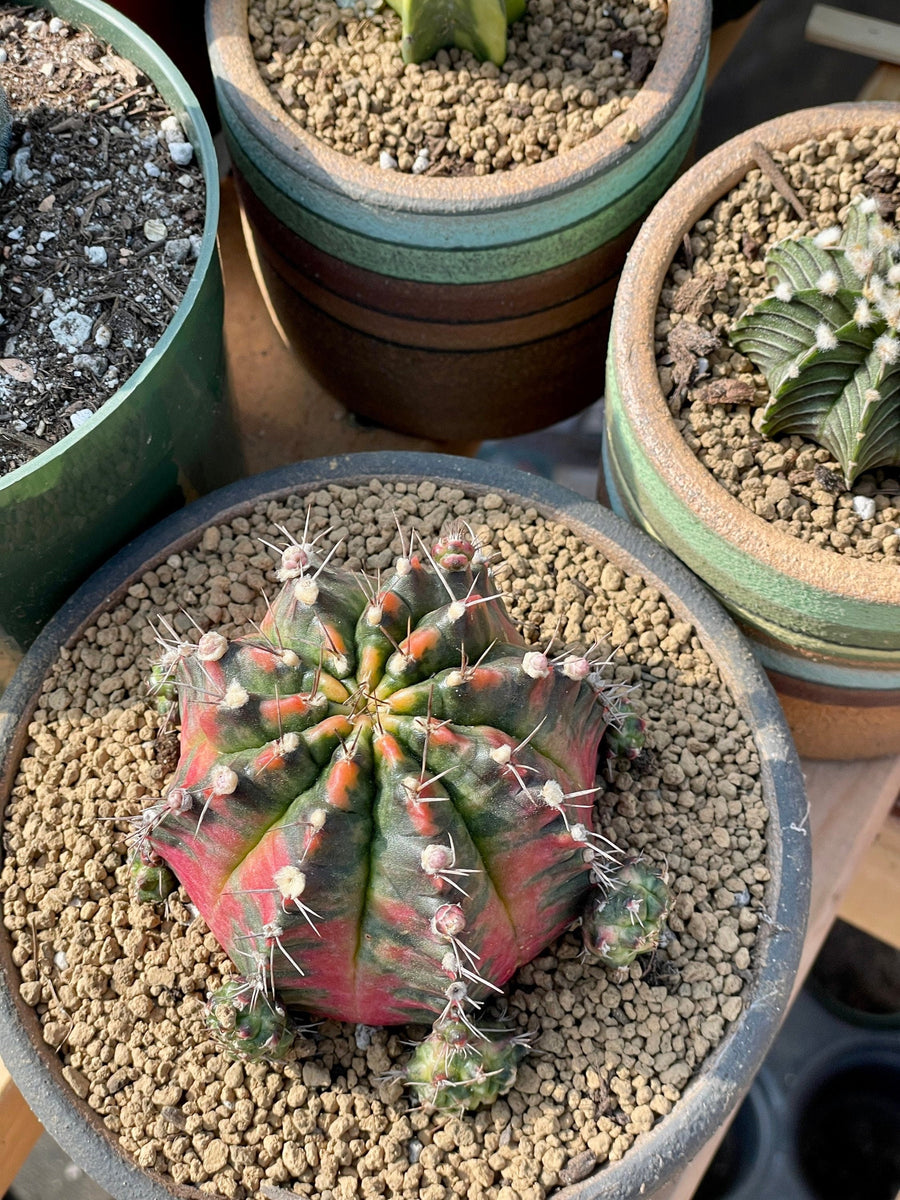 Rare Cactus
