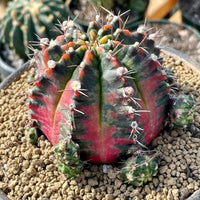 Rare Cactus - Gymnocalycium Mihanovichii Variegata
