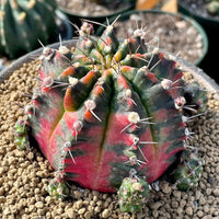 Rare Cactus - Gymnocalycium Mihanovichii Variegata
