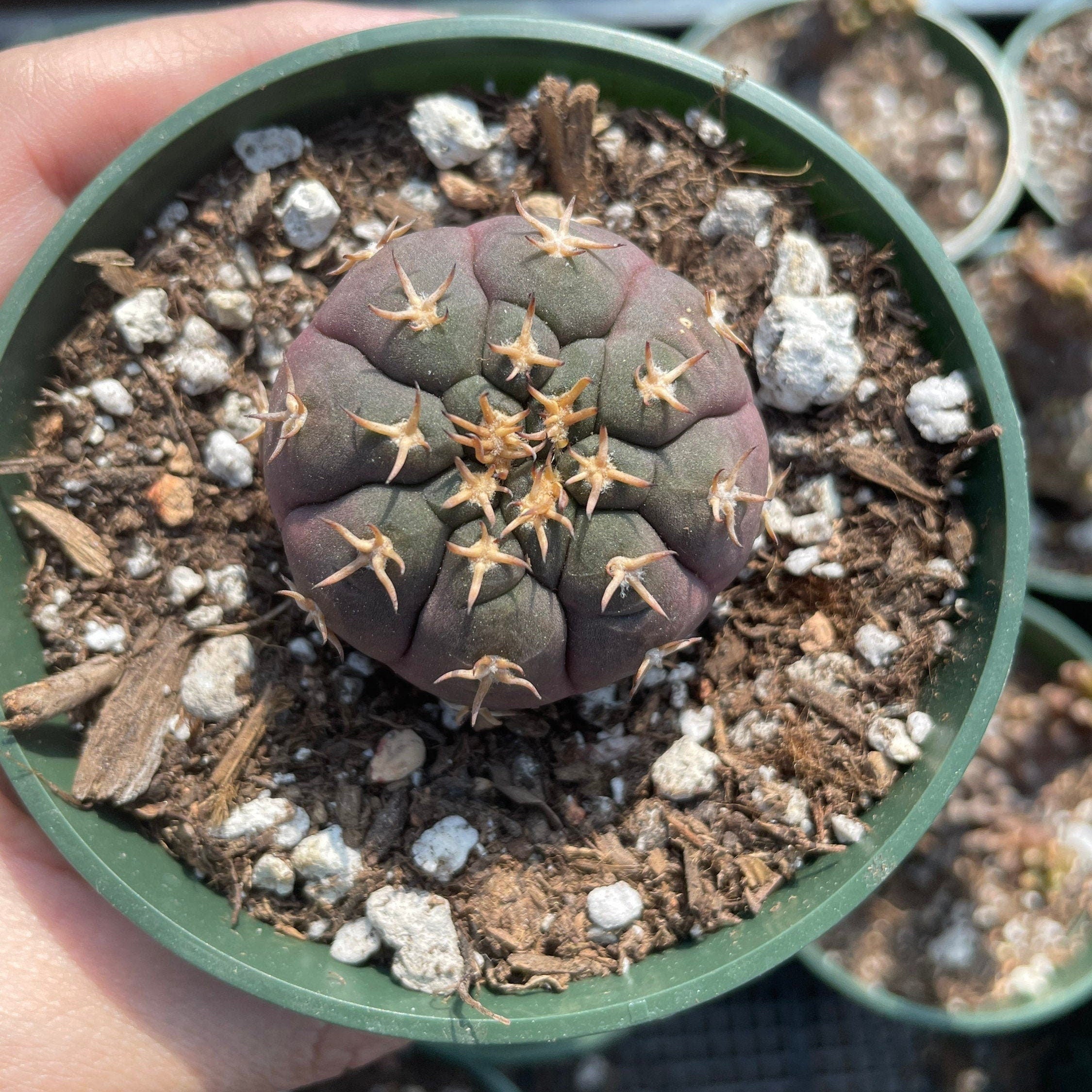 gymnocalycium spegazzinii var. unguispinum Rare Cactus