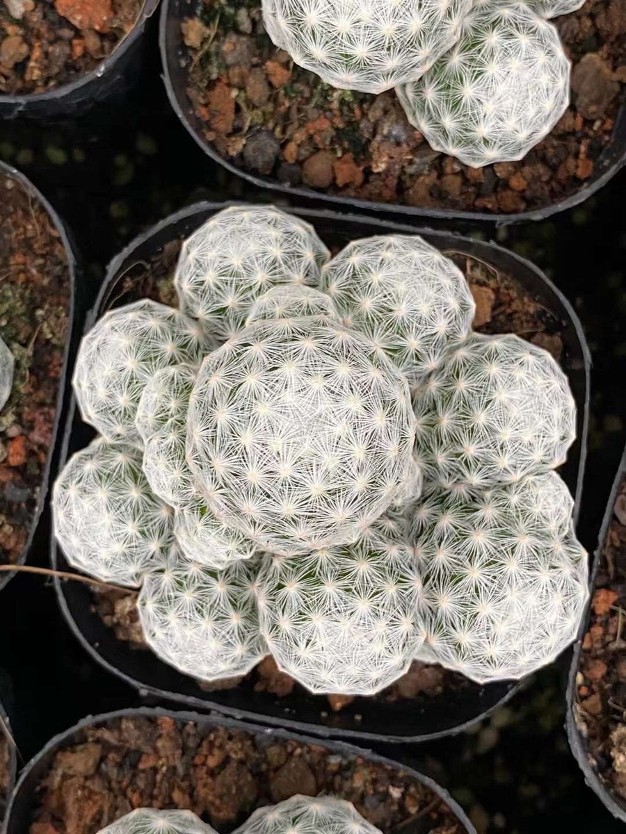 Rare Cactus