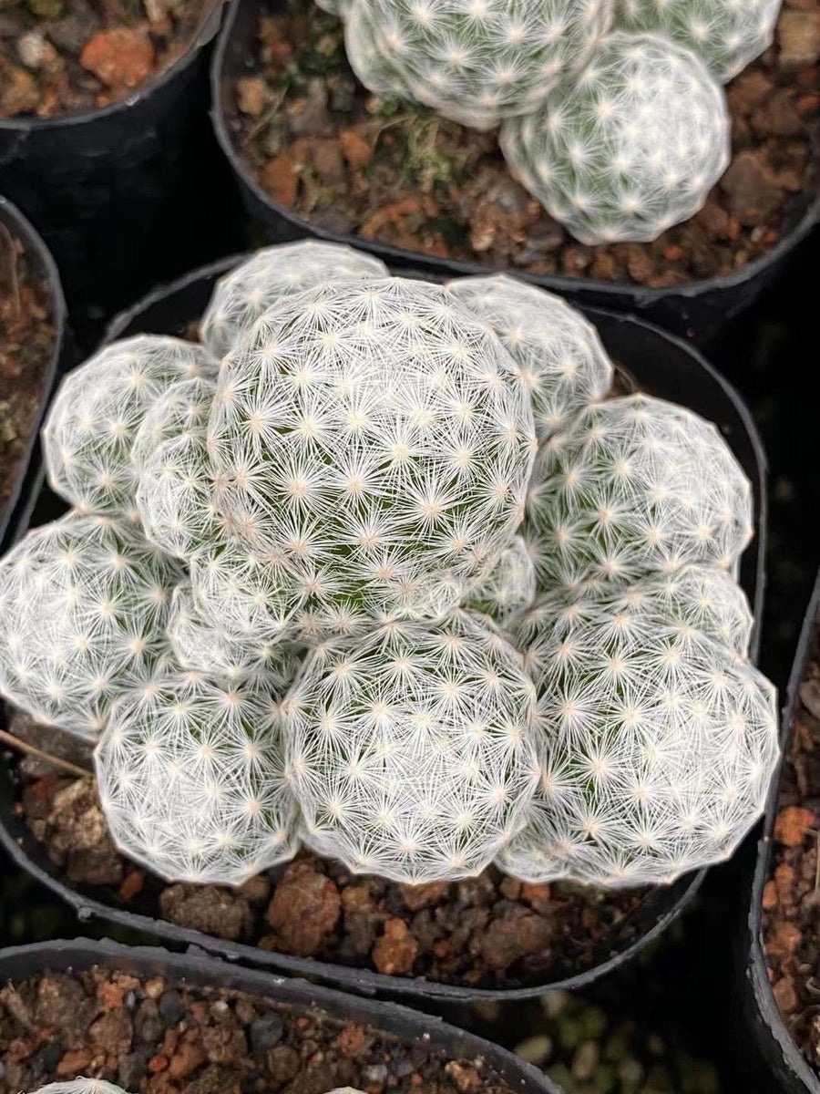 Rare Cactus