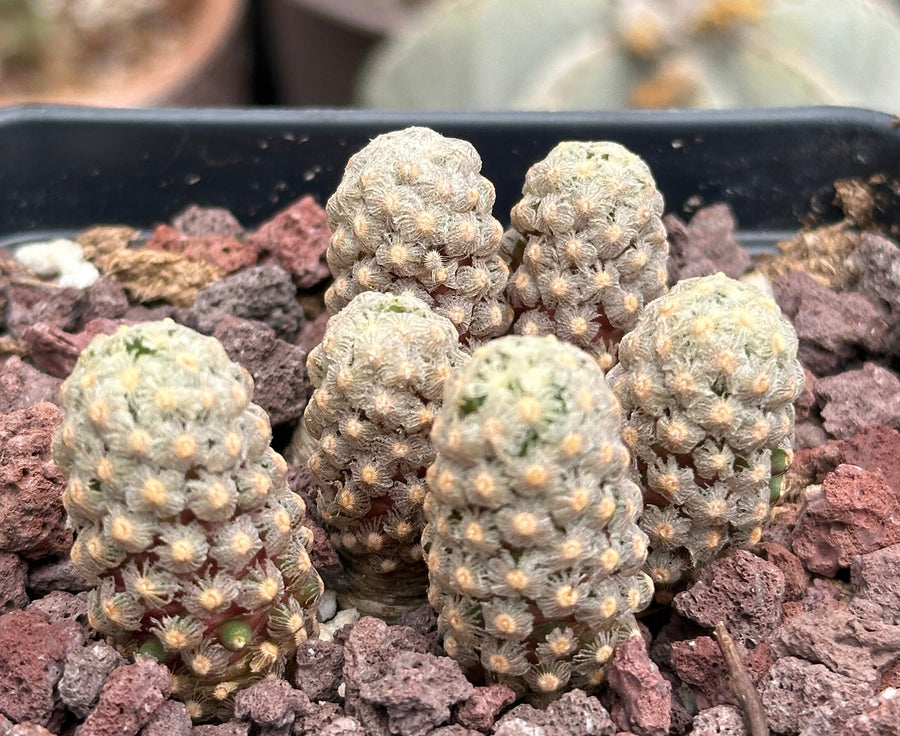 Rare Cactus - Mammillaria Theresae 1am Succulents