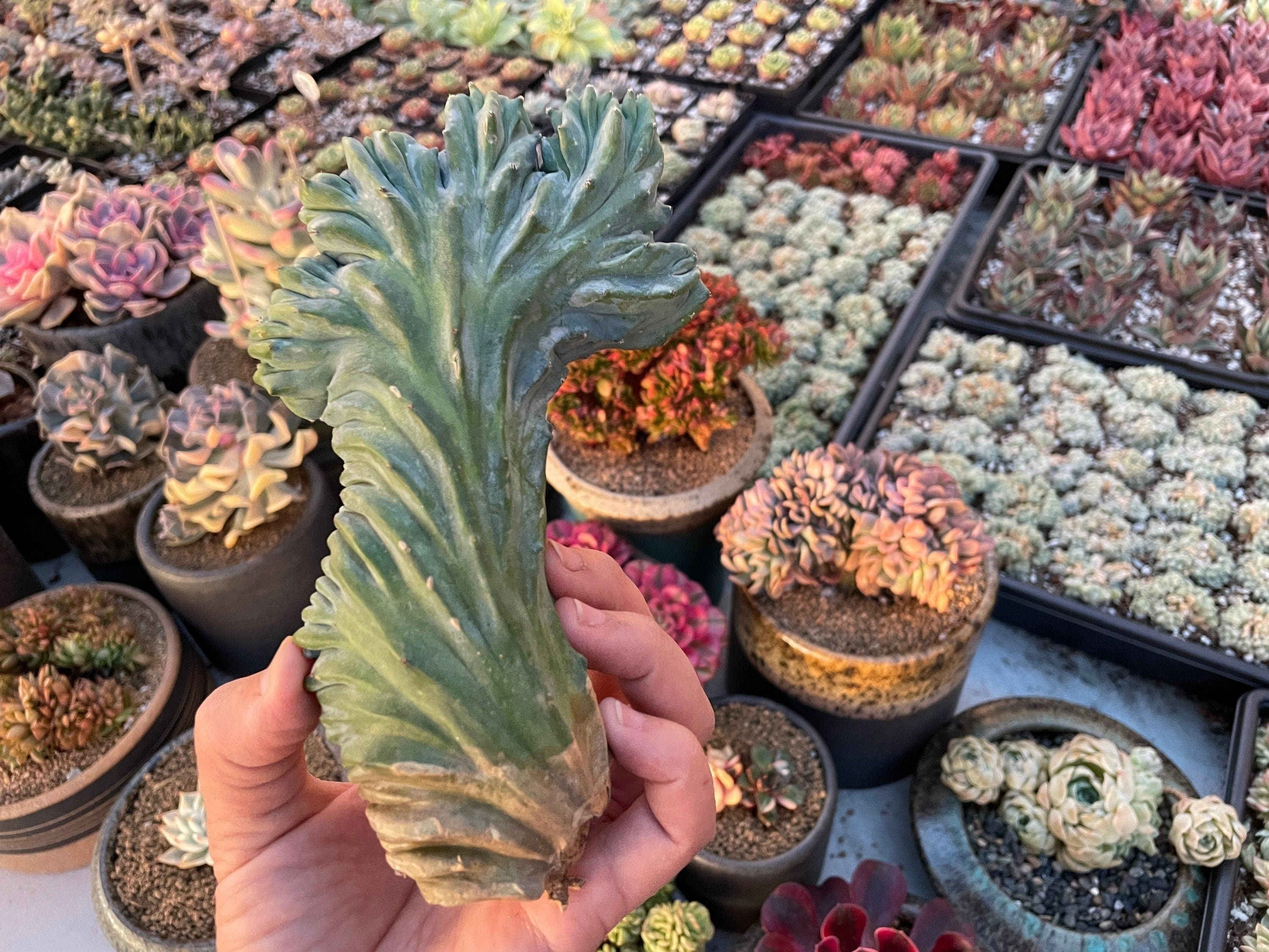 crested myrtillocactus geometrizans succulent Rare Cactus
