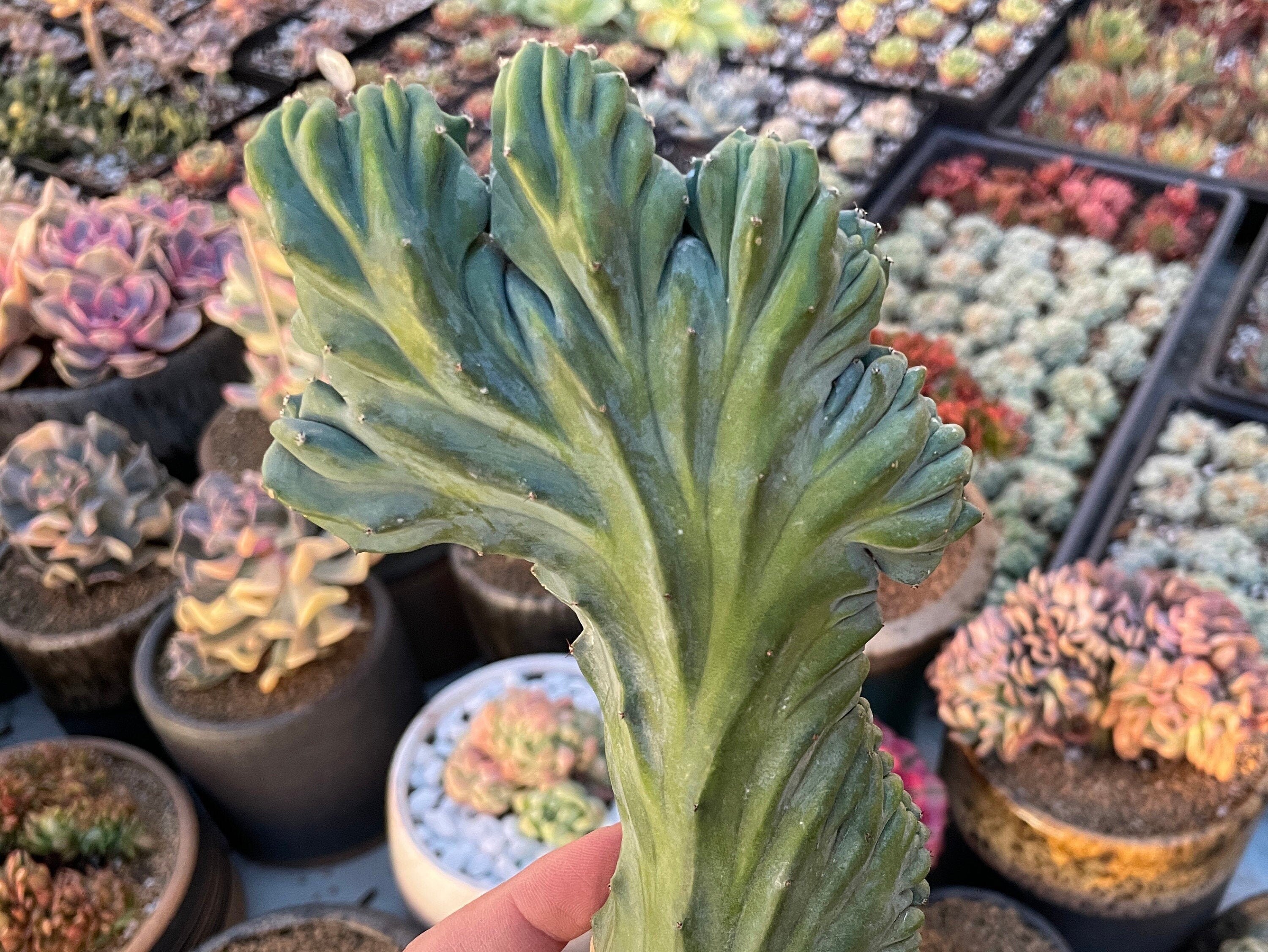crested myrtillocactus geometrizans succulent Rare Cactus