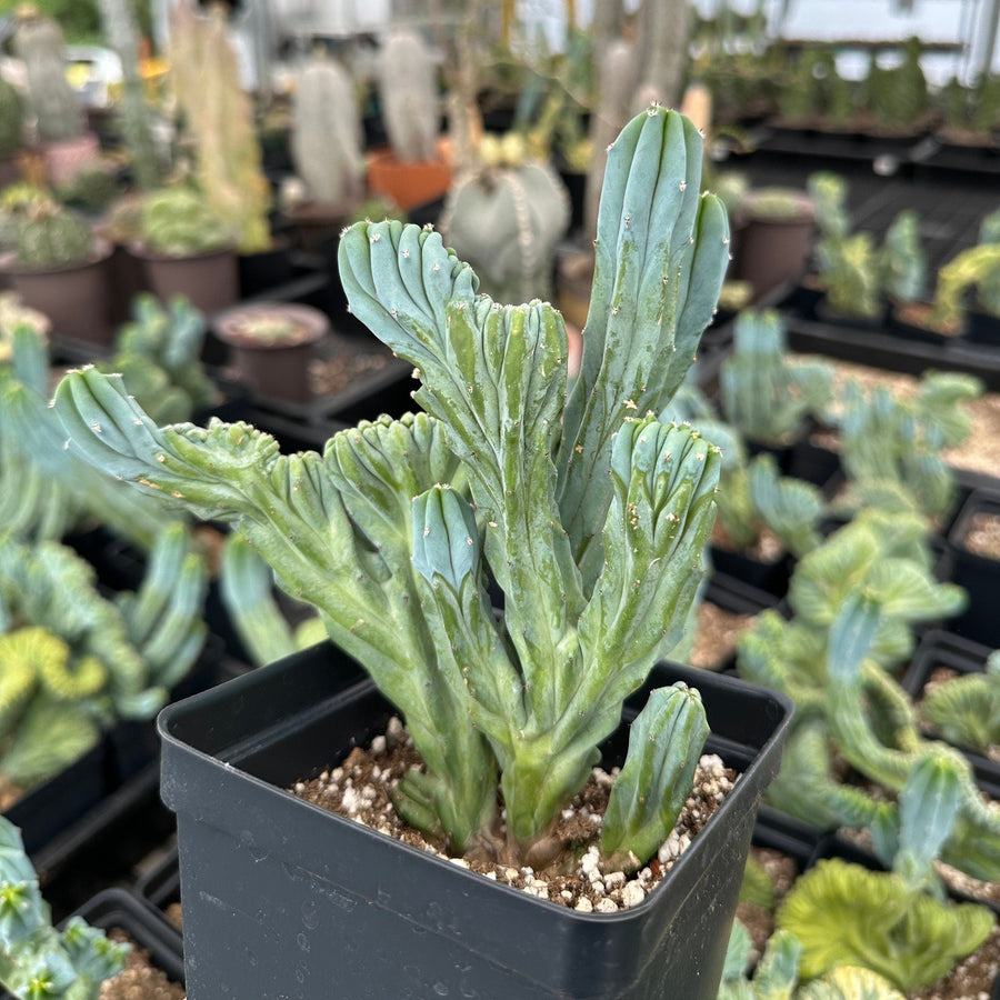 Rare Cactus - Myrtillocactus Geometrizans Crested var. Fred 1am Succulents