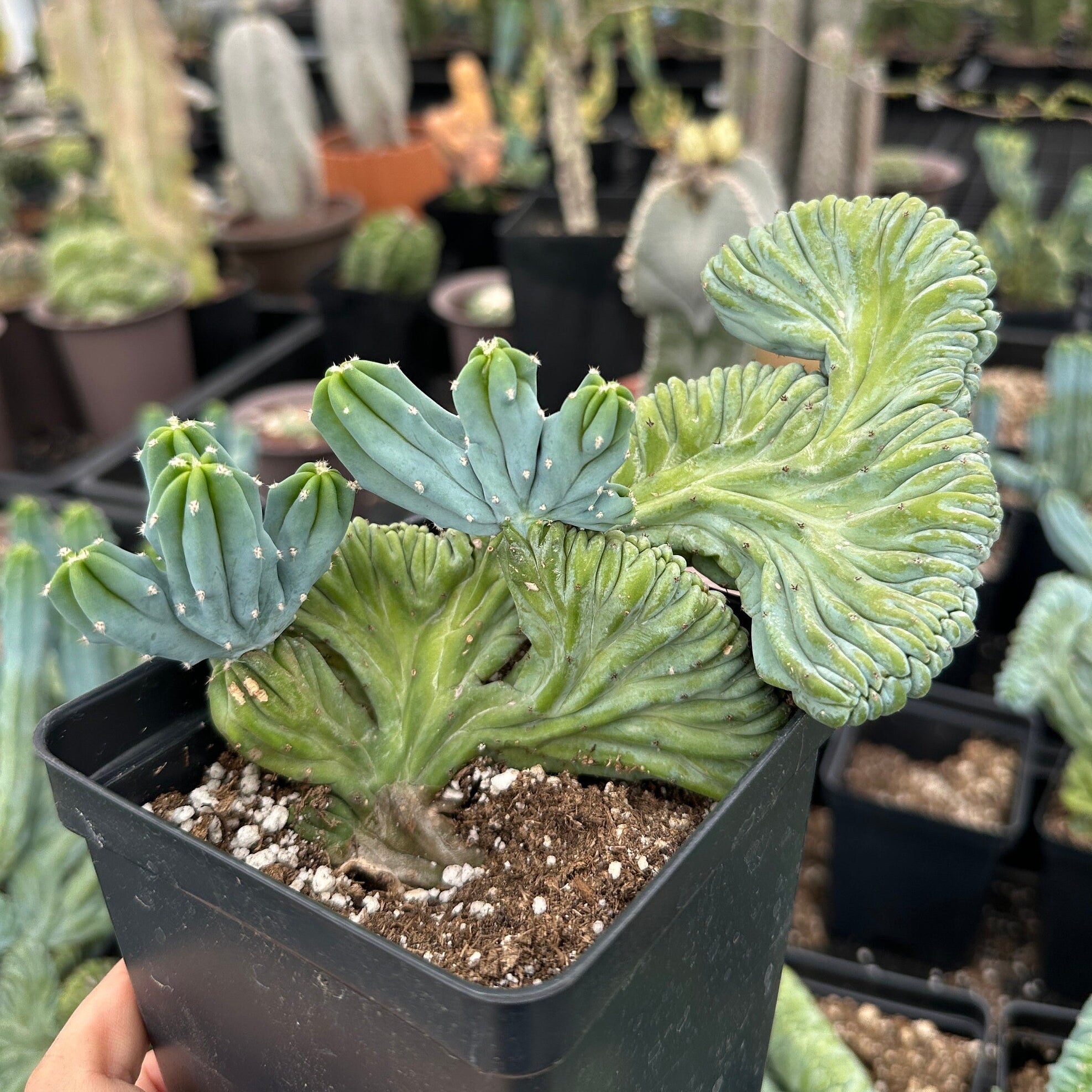 crested myrtillocactus geometrizans succulent Rare Cactus
