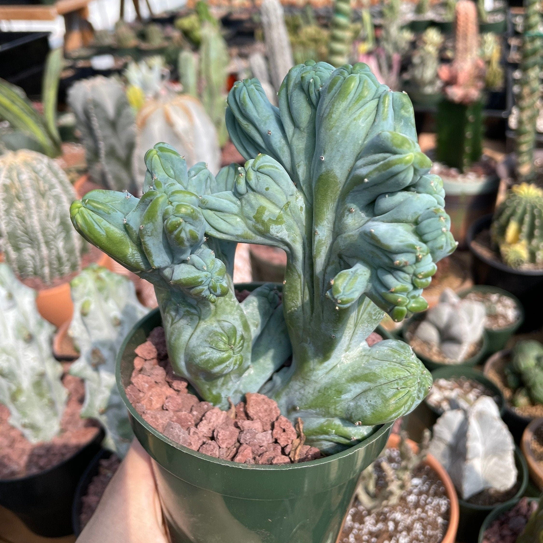 myrtillocactus geometrizans succulent Rare Cactus