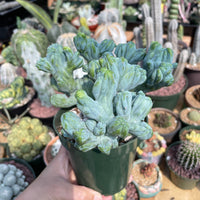 Rare Cactus - Myrtillocactus Geometrizans Crested var. Fred