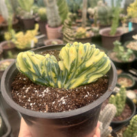 Rare Cactus - Myrtillocactus Geometrizans Crested var. Fred variegata