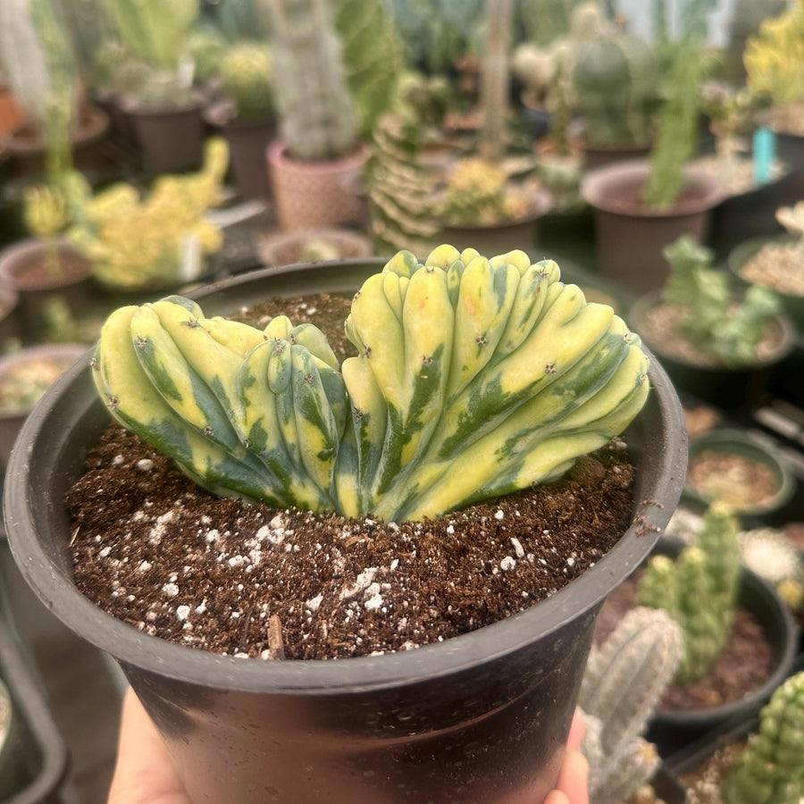 Rare Cactus