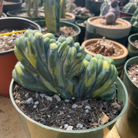 Rare Cactus - Myrtillocactus Geometrizans Crested var. Fred variegata