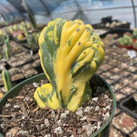 Rare Cactus - Myrtillocactus Geometrizans Crested var. Fred variegata