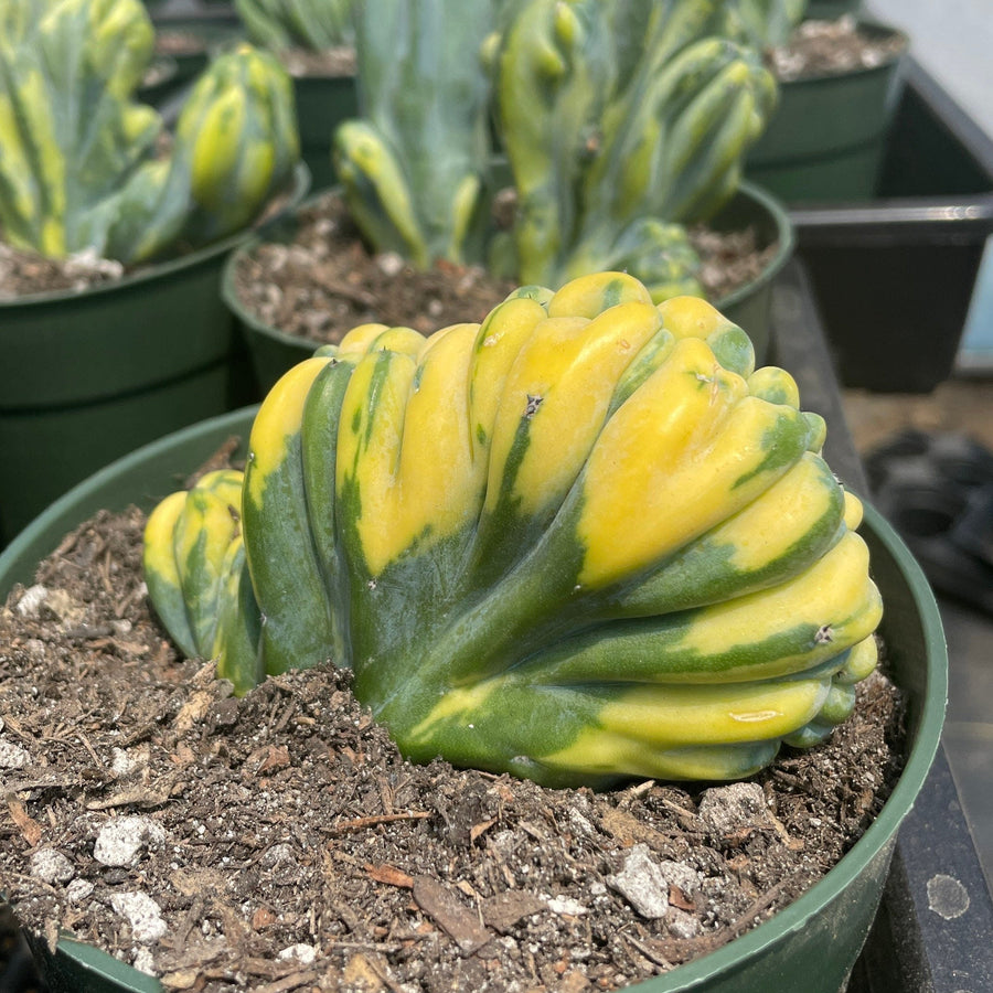 Rare Cactus