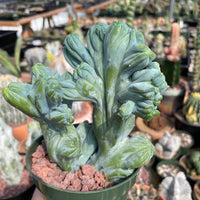 Rare Cactus - Myrtillocactus Geometrizans Crested var. Fred