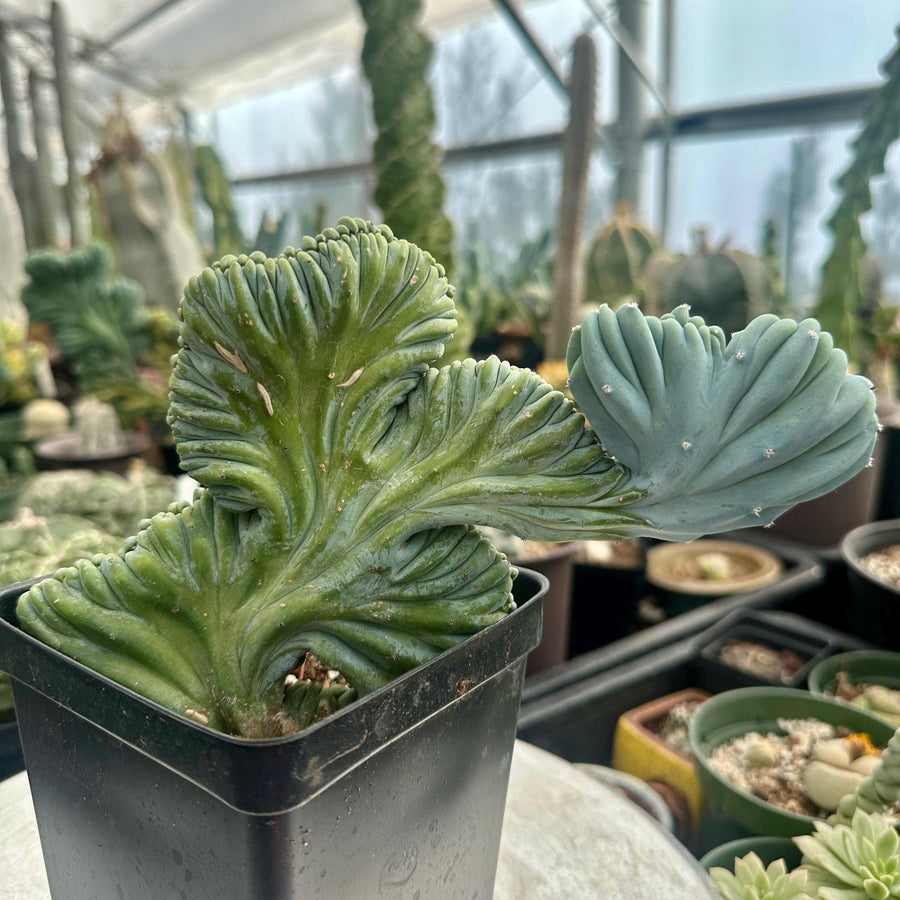crested cactus Rare Cactus