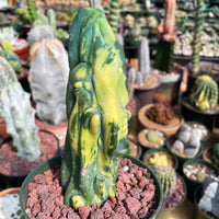 Rare Cactus - Myrtillocactus Geometrizans Fred variegated