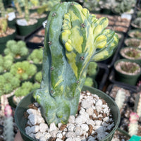 Rare Cactus - Myrtillocactus Geometrizans Fred variegated