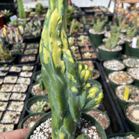 Rare Cactus - Myrtillocactus Geometrizans Fred variegated