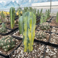 Rare Cactus - Myrtillocactus Geometrizans variegated