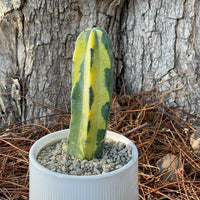 Rare Cactus - Myrtillocactus Geometrizans variegated