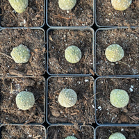 Rare Cactus - Pseudolithos Migiurtinus (0.4”-0.5”)