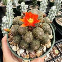 Rare Cactus - Rebutia Heliosa cluster