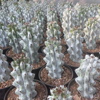 Rare Cactus - Stenocereus Beneckei (6”-8”)