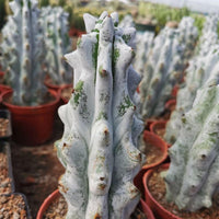 Rare Cactus - Stenocereus Beneckei (6”-8”)