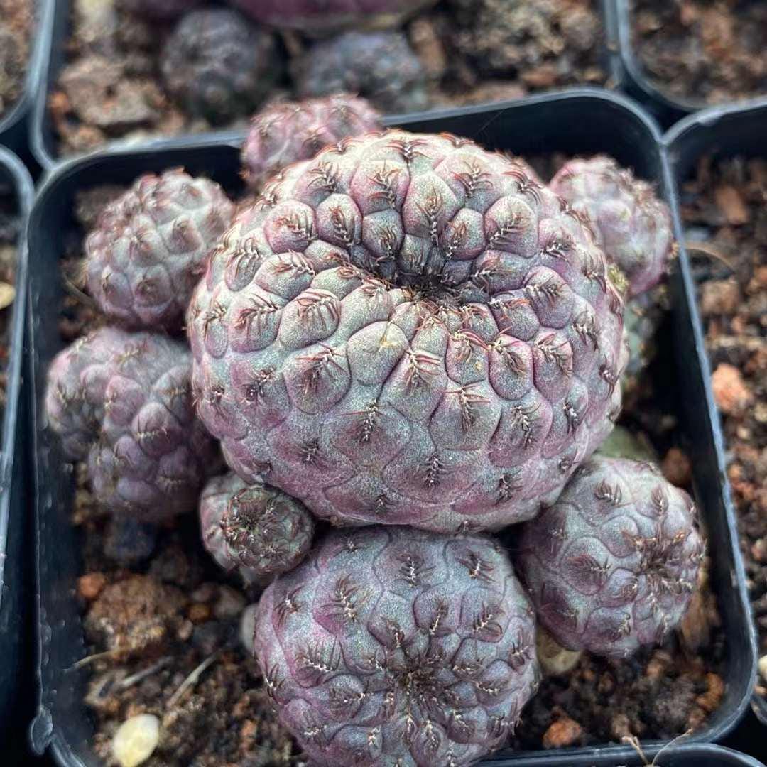 Rare Cactus
