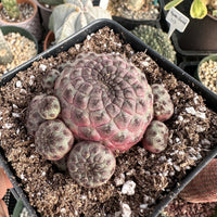 Rare Cactus - Sulcorebutia Rauschii Cluster (4”)