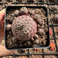 Rare Cactus - Sulcorebutia Rauschii Cluster (4”)