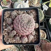Rare Cactus - Sulcorebutia Rauschii Cluster (4”)