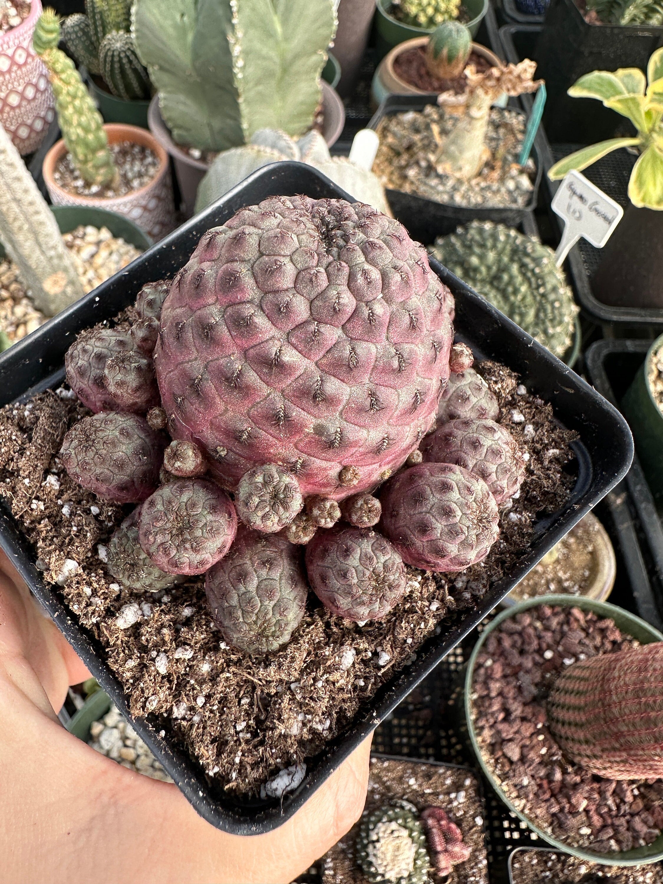 Rare Cactus