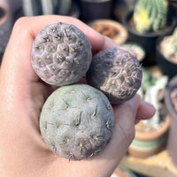 Rare Cactus - Tephrocactus Geometricus (Single Ball cutting)