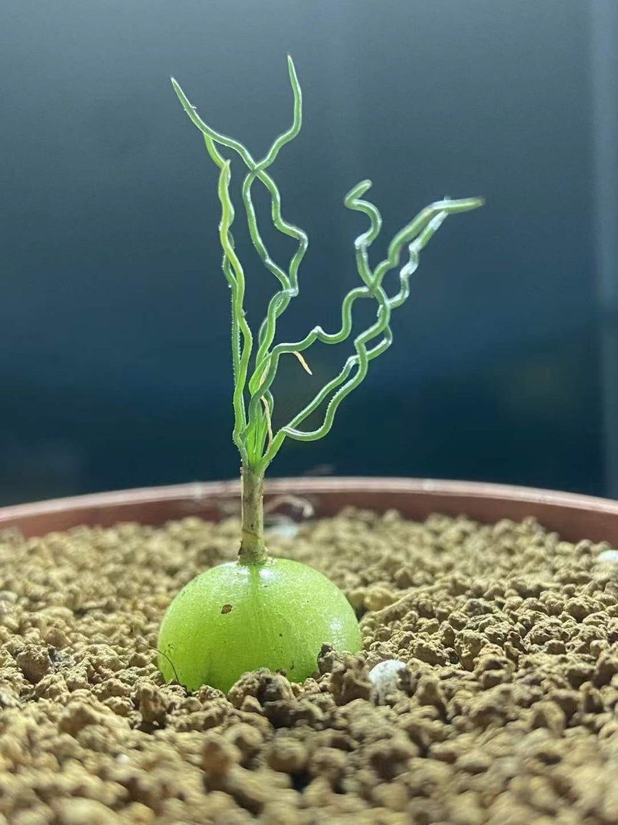 bulb like succulent Rare Caudex