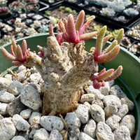 Rare Caudex - Phyllobolus Resurgens, old Stem