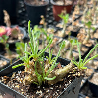 Rare Caudex - Phyllobolus Resurgens, old Stem