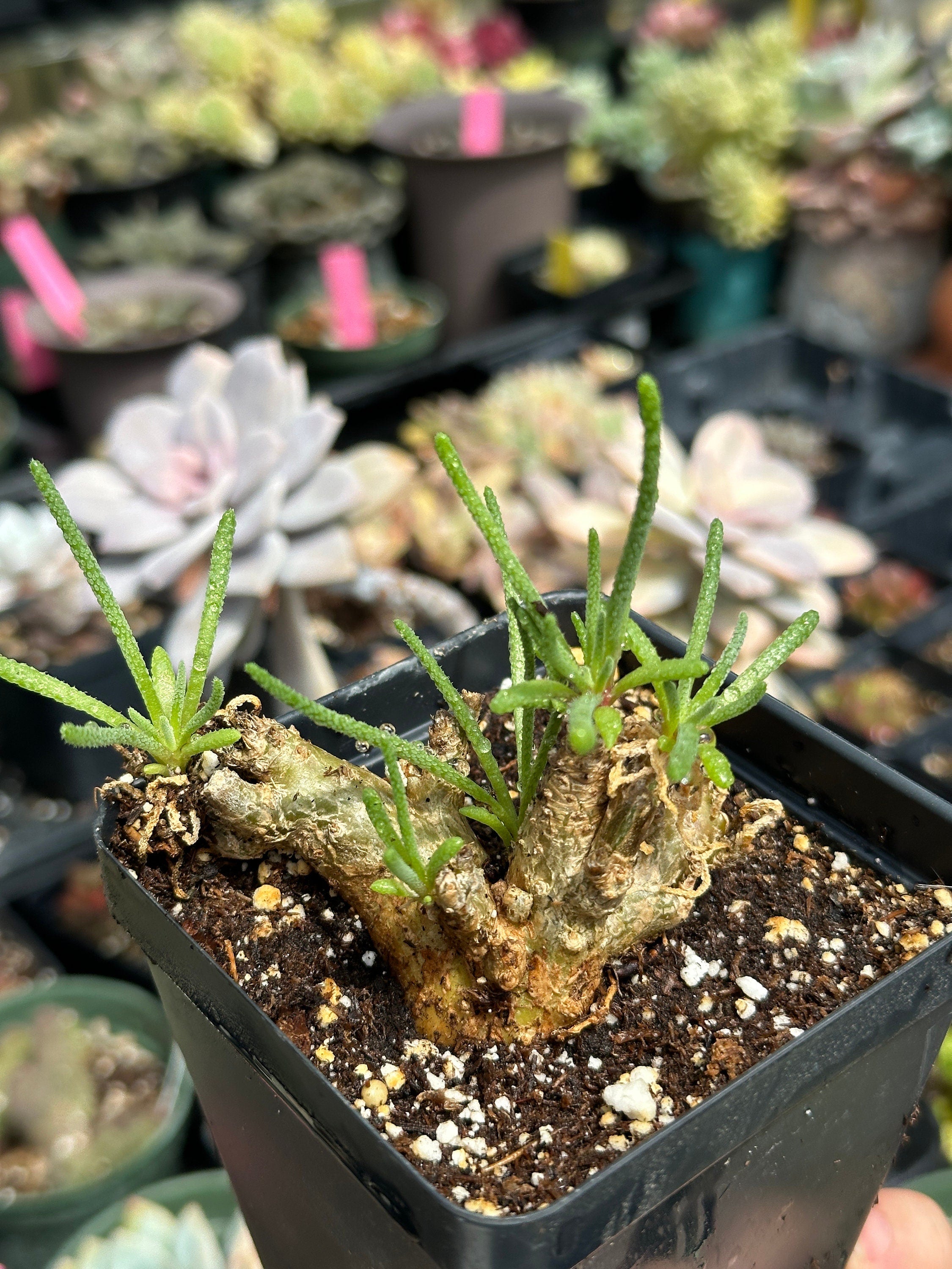 caudex succulents Rare Caudex