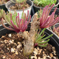 Rare Caudex - Phyllobolus Resurgens, old Stem