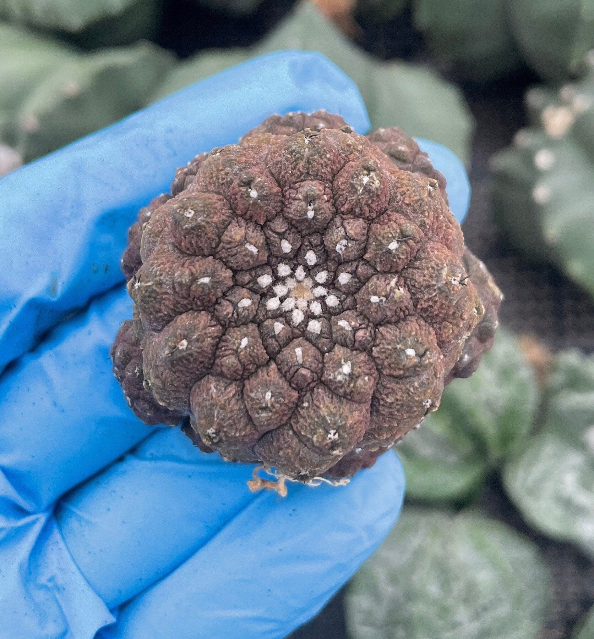 Rare Copiapoa Hypogaea Lizard Skin - Collectible Cactus Plant