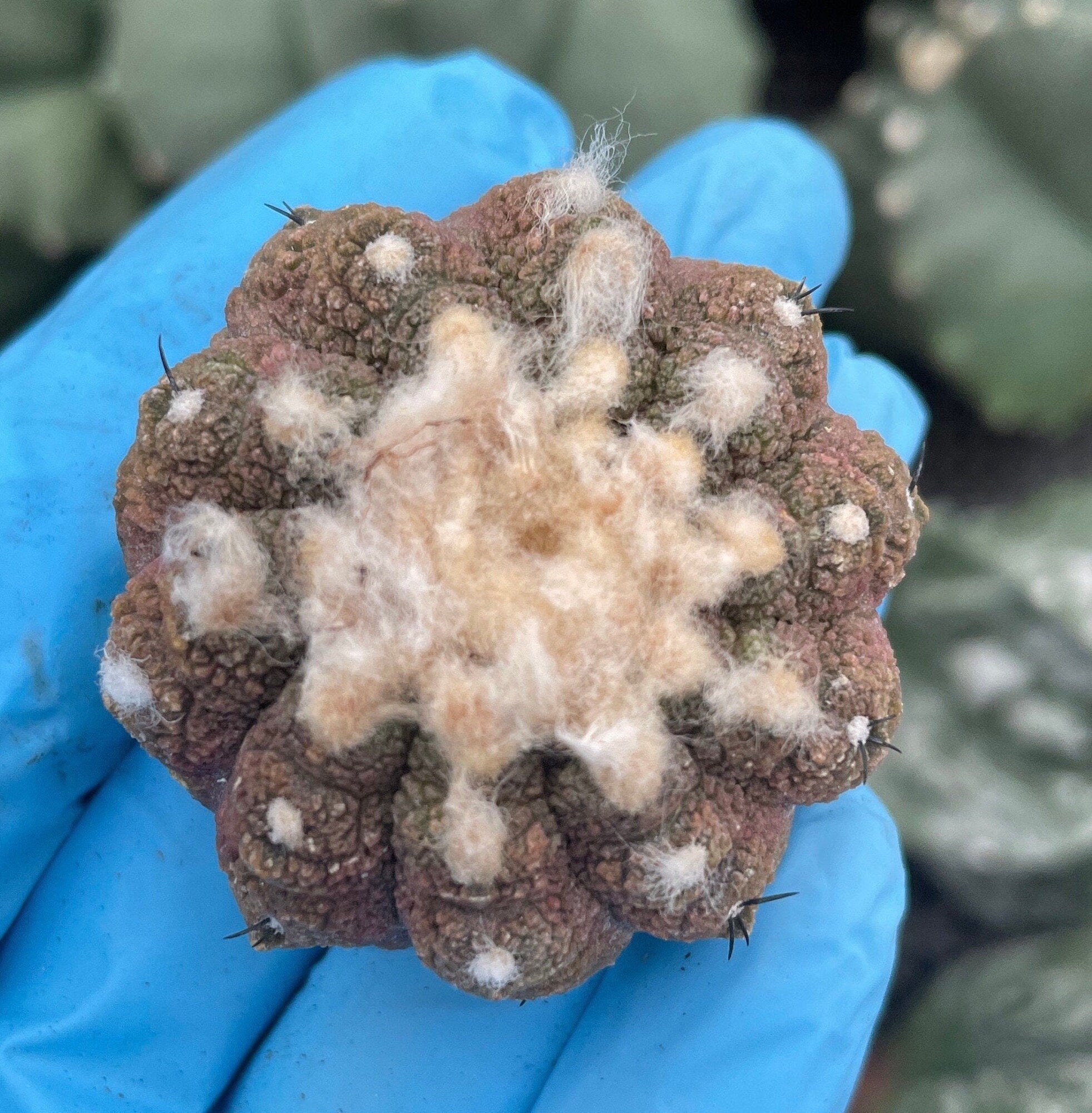 Rare Copiapoa Hypogaea Lizard Skin - Collectible Cactus Plant