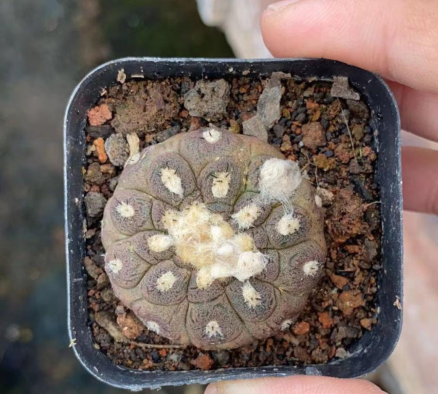 Rare Copiapoa Hypogaea Lizard Skin - Collectible Cactus Plant