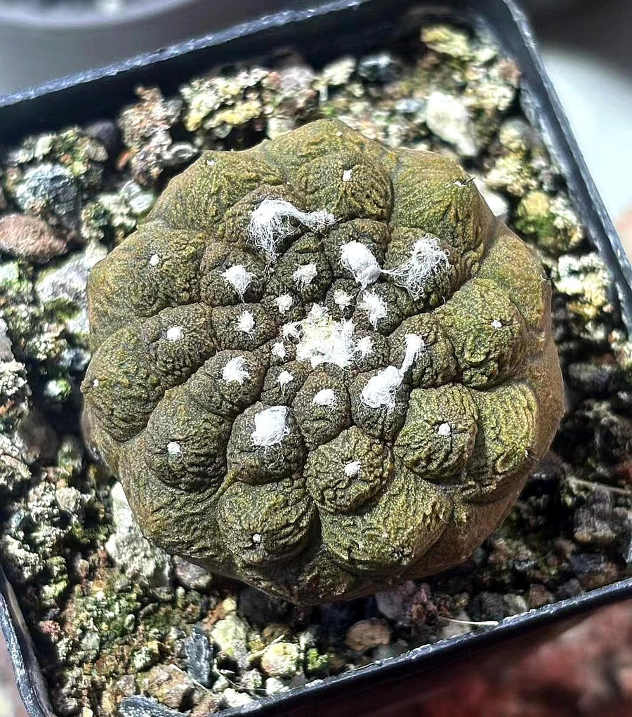 Rare Copiapoa Hypogaea Lizard Skin - Collectible Cactus Plant