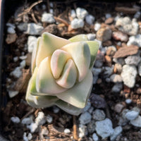 Rare Crassula Moonglow Variegated Succulent Live Plant - Unique HouseOffice Decor - Healthy Insect-Free