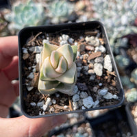 Rare Crassula Moonglow Variegated Succulent Live Plant - Unique HouseOffice Decor - Healthy Insect-Free