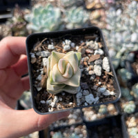 Rare Crassula Moonglow Variegated Succulent Live Plant - Unique HouseOffice Decor - Healthy Insect-Free