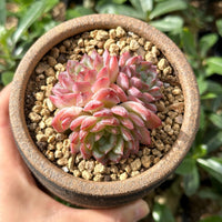 Rare Echeveria Desert Rose Succulent Cluster – Live Rosette Plant – Unique Drought-Tolerant Houseplant