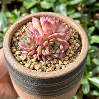 Rare Echeveria Desert Rose Succulent Cluster – Live Rosette Plant – Unique Drought-Tolerant Houseplant
