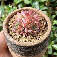 Rare Echeveria Desert Rose Succulent Cluster – Live Rosette Plant – Unique Drought-Tolerant Houseplant